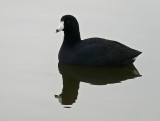 Reflecting Coot