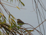 Yellow-rumped Warbler