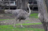 Ostrich Strut