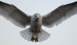 Spread Eagle Gull