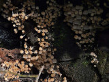 Forest of Tiny Mushrooms