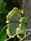 Green and White on Trunk