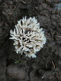 Top of Coral Mushroom