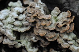 Possibly Hairy Bracket Fungus