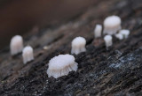 Close Up of Alien Fungus
