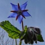 Borage Flower Against the Sky