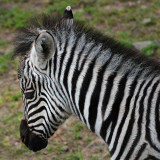 Baby Zebra Close Up