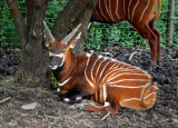 Bongo