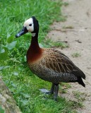 Duck, White-faced Whistling