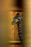 One-Day-Old Giraffe Baby