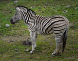 Gray & Black Striped Damara Zebra