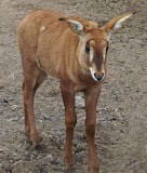 Baby Roan Antelope