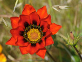 Red Pinwheel