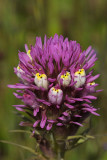 Escobita (Owls Clover) Closeup