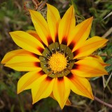 A Perfect Flower
