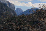 Half Dome View with Tree