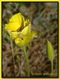 Spider with Breakfast on Lily