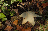 Wet Leaf