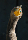Cormorant Head On