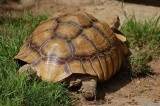 Spurred Tortoise