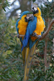 Blue & Gold  Macaws