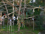 Macaws Trees for Halloween