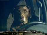 Dog Behind the Wheel