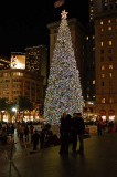 Union Square Tree at Night