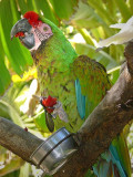 Macaw With Strawberry Treat