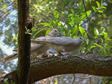 Ringed Turtle Doves