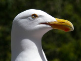 Gull Skull