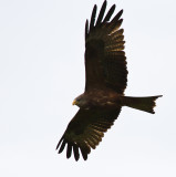 Yellow-billed Kite