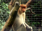 PROBOSCIS.JPG