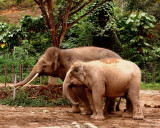 PYGMY ELEPHANT-BULL AND COW.JPG