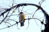 CANADA JAY.JPG