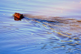 BEAVER.JPG