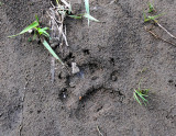YOUNG GRIZZLY TRACK.JPG