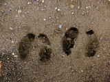 CARIBOU TRACKS.JPG