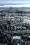 THE GREAT NORTHERN FOREST.JPG