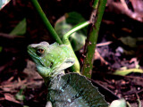 PLUMED BASILISK.JPG