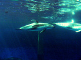 PACIFIC WHITE-SIDED DOLPHIN.JPG