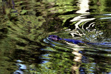 BEAVER IN GREEN REFLECTION.JPG