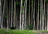 BLACK BEAR AND ASPEN.jpg