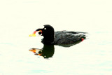 OVEREXPOSED SCOTER.JPG