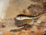 COBRA.JPG