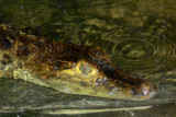 SPECTACLED CAIMAN.JPG