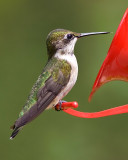 Resting Hummingbird