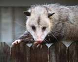 Opossum Posing