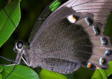 Detail of a Butterfly