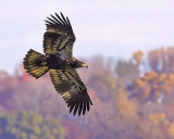Juvenile Eagle Flight